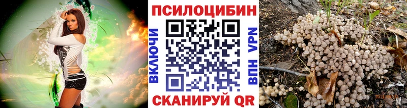 Купить закладки Нижнеудинск Псилоцибиновые грибы Psilocybine cubensis